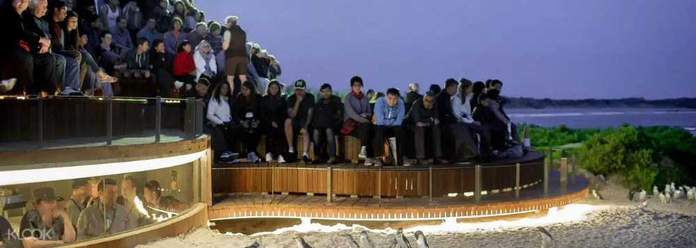 Phillip Island Pinguin-Parade Erkundungstagestour - Bild 1 von 5