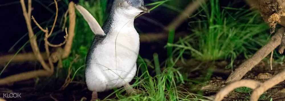 Phillip Island Pinguin-Parade Erkundungstagestour - Bild 2 von 5