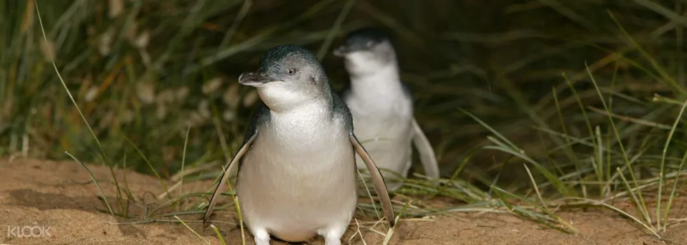 Phillip Island Pinguin-Parade Erkundungstagestour - Bild 3 von 5