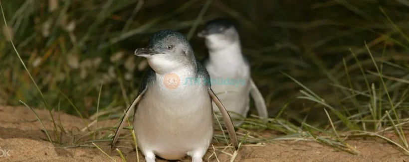 Phillip Island Penguin Parade Exploration Day Tour - Explore Australia's incredible wildlife on this scenic Phillip Island Penguin Tour. Visit the colorful Brighton bathing boxes and feed native animals at Moonlit Sanctuary. Next, walk scenic coastal boardwalks for panoramic views of Seal Rocks and The Nobbies. At sunset, gather at the designated viewing area to watch a mesmerizing procession of little penguins waddling ashore. Phillip Island Penguin Parade Exploration Day Tour - Image 3 of 5