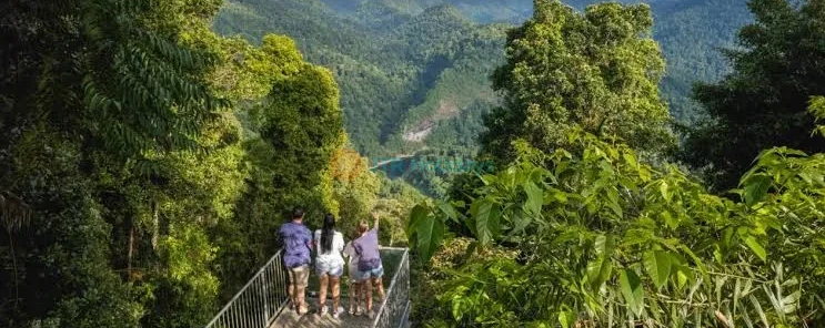 Mamu Tropical Skywalk Tickets - Image 3 of 5