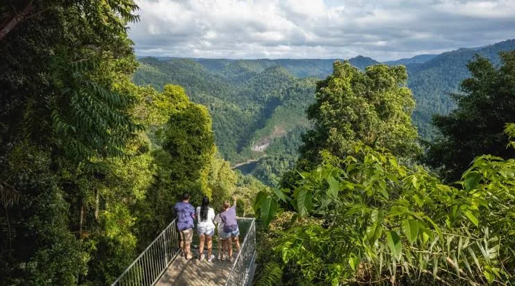 Билеты на Mamu Tropical Skywalk - Забронируйте билеты на Тропический Скайуок Мамуу с Джей Ти Ар Холидейс и исследуйте внесённый в список Всемирного наследия Квинслендский тропический лес. Прогуляйтесь по возвышенным настилам, перейдите подвесной мост и насладитесь панорамными видами с обзорной башни во время незабываемого приключения в тропическом лесу. Билеты на Mamu Tropical Skywalk - Изображение 3 из 5