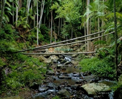 Tamborine Rainforest Skywalk Tour - Book Tamborine Rainforest Skywalk tickets to explore a 1.5 km self-guided rainforest walk featuring elevated canopy bridges, a 40 m cantilever bridge, waterfalls, rock pools, and the Rainforest Eco Gallery. Tamborine Rainforest Skywalk Tour - Image 2 of 5