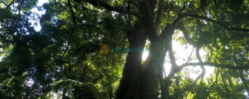 Tamborine Rainforest Skywalk Tour - Book Tamborine Rainforest Skywalk tickets to explore a 1.5 km self-guided rainforest walk featuring elevated canopy bridges, a 40 m cantilever bridge, waterfalls, rock pools, and the Rainforest Eco Gallery. Tamborine Rainforest Skywalk Tour - Image 4 of 5