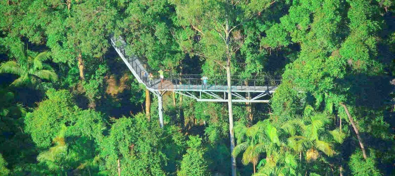 Tour Tamborine Rainforest Skywalk