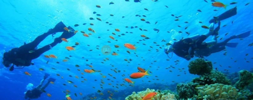 Discover Scuba Diving in Dibba Al Fujairah - Experience the thrill of scuba diving in Dibba Al Fujairah, a stunning underwater paradise. Perfect for beginners, this guided dive lets you explore vibrant marine life and crystal-clear waters with expert instructors. No prior experience is needed—just a sense of adventure! Book now for an unforgettable underwater journey. Discover Scuba Diving in Dibba Al Fujairah - Image 3 of 5