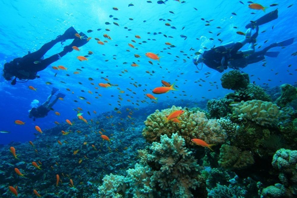 Discover Scuba Diving in Dibba Al Fujairah - Experience the thrill of scuba diving in Dibba Al Fujairah, a stunning underwater paradise. Perfect for beginners, this guided dive lets you explore vibrant marine life and crystal-clear waters with expert instructors. No prior experience is needed—just a sense of adventure! Book now for an unforgettable underwater journey. Discover Scuba Diving in Dibba Al Fujairah - Image 3 of 5