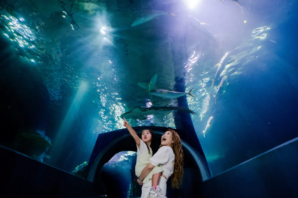 Pass Multiattraction JTR Melbourne - Image 5 sur 5