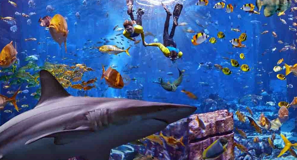 Expérience ultime de plongée en apnée Atlantis - Toute la famille adorera cette expérience immersive, alors que vous ferez de la plongée en apnée dans l'Ambassador Lagoon et serez entouré(e) pour observer l'extraordinaire vie marine en dessous. Admirez plus de 65,000 animaux marins de toutes formes et tailles autour du lagon. Convient aux non-nageurs âgés de 6 ans et plus. Expérience ultime de plongée en apnée Atlantis - Image 1 sur 5