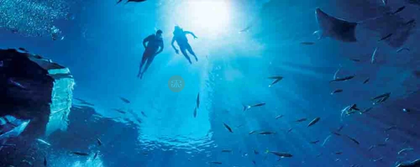 Expérience ultime de plongée en apnée Atlantis - Toute la famille adorera cette expérience immersive, alors que vous ferez de la plongée en apnée dans l'Ambassador Lagoon et serez entouré(e) pour observer l'extraordinaire vie marine en dessous. Admirez plus de 65,000 animaux marins de toutes formes et tailles autour du lagon. Convient aux non-nageurs âgés de 6 ans et plus. Expérience ultime de plongée en apnée Atlantis - Image 3 sur 5