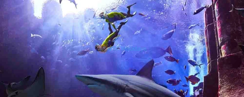 Expérience ultime de plongée en apnée Atlantis - Toute la famille adorera cette expérience immersive, alors que vous ferez de la plongée en apnée dans l'Ambassador Lagoon et serez entouré(e) pour observer l'extraordinaire vie marine en dessous. Admirez plus de 65,000 animaux marins de toutes formes et tailles autour du lagon. Convient aux non-nageurs âgés de 6 ans et plus. Expérience ultime de plongée en apnée Atlantis - Image 4 sur 5