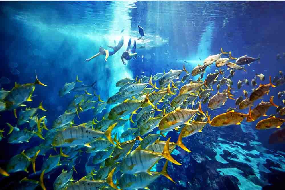 Atlantis Ultimate Snorkel Experience - Image 5 of 5