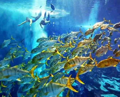 Expérience ultime de plongée en apnée Atlantis - Toute la famille adorera cette expérience immersive, alors que vous ferez de la plongée en apnée dans l'Ambassador Lagoon et serez entouré(e) pour observer l'extraordinaire vie marine en dessous. Admirez plus de 65,000 animaux marins de toutes formes et tailles autour du lagon. Convient aux non-nageurs âgés de 6 ans et plus. Expérience ultime de plongée en apnée Atlantis - Image 5 sur 5