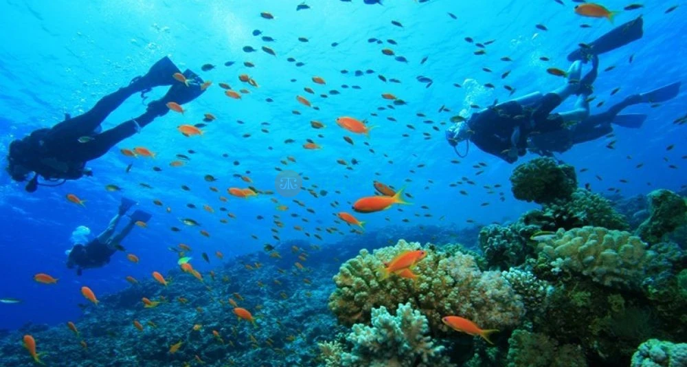 Night Diving Fujairah -Night Scuba Diving fujairah | jtrholidays.com