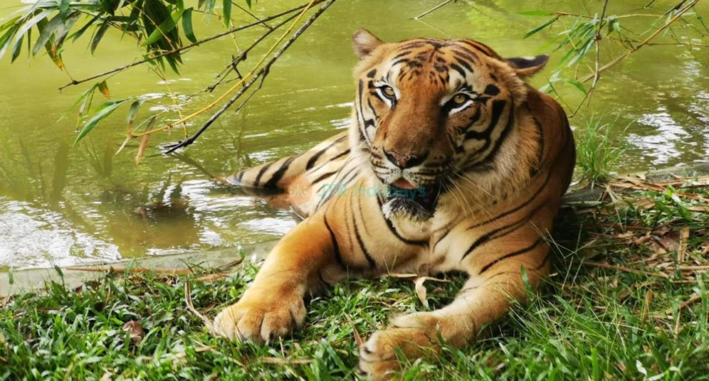 A’Famosa Ticket in Melaka - Enjoy a full day of adventure at A’Famosa Water Theme Park & Safari Wonderland in Melaka. Splash on thrilling water rides, float along relaxing rivers, and meet exotic animals like giraffes, flamingos, and monkeys perfect for family fun in Malaysia! A’Famosa Ticket in Melaka - Image 1 of 5