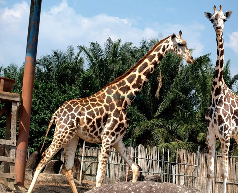 A’Famosa Ticket in Melaka - Enjoy a full day of adventure at A’Famosa Water Theme Park & Safari Wonderland in Melaka. Splash on thrilling water rides, float along relaxing rivers, and meet exotic animals like giraffes, flamingos, and monkeys perfect for family fun in Malaysia! A’Famosa Ticket in Melaka - Image 5 of 5