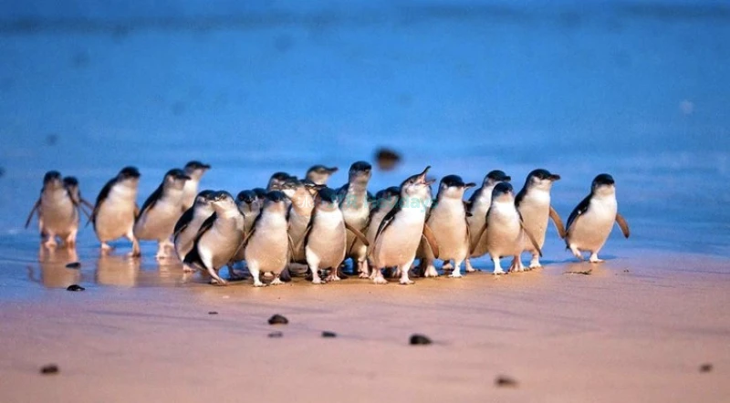 Tour di Esplorazione Giornata della Parata dei Pinguini a Phillip Island