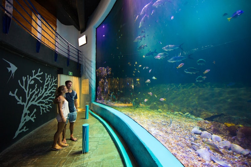 Interactive Aquarium Cancun - Visit Interactive Aquarium Cancun and discover sharks, rays, jellyfish and colourful fish. Explore interactive exhibits and enjoy a fun marine-life experience for the whole family. Interactive Aquarium Cancun - Image 1 of 5