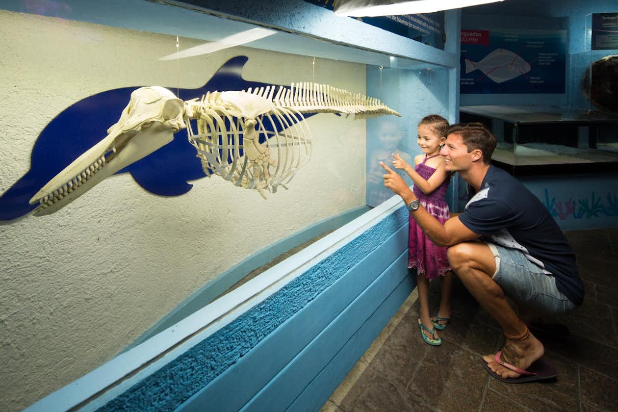 Interactive Aquarium Cancun - Visit Interactive Aquarium Cancun and discover sharks, rays, jellyfish and colourful fish. Explore interactive exhibits and enjoy a fun marine-life experience for the whole family. Interactive Aquarium Cancun - Image 2 of 5