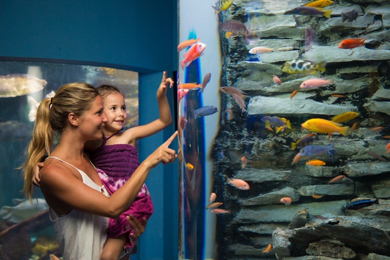 Interactive Aquarium Cancun - Visit Interactive Aquarium Cancun and discover sharks, rays, jellyfish and colourful fish. Explore interactive exhibits and enjoy a fun marine-life experience for the whole family. Interactive Aquarium Cancun - Image 3 of 5