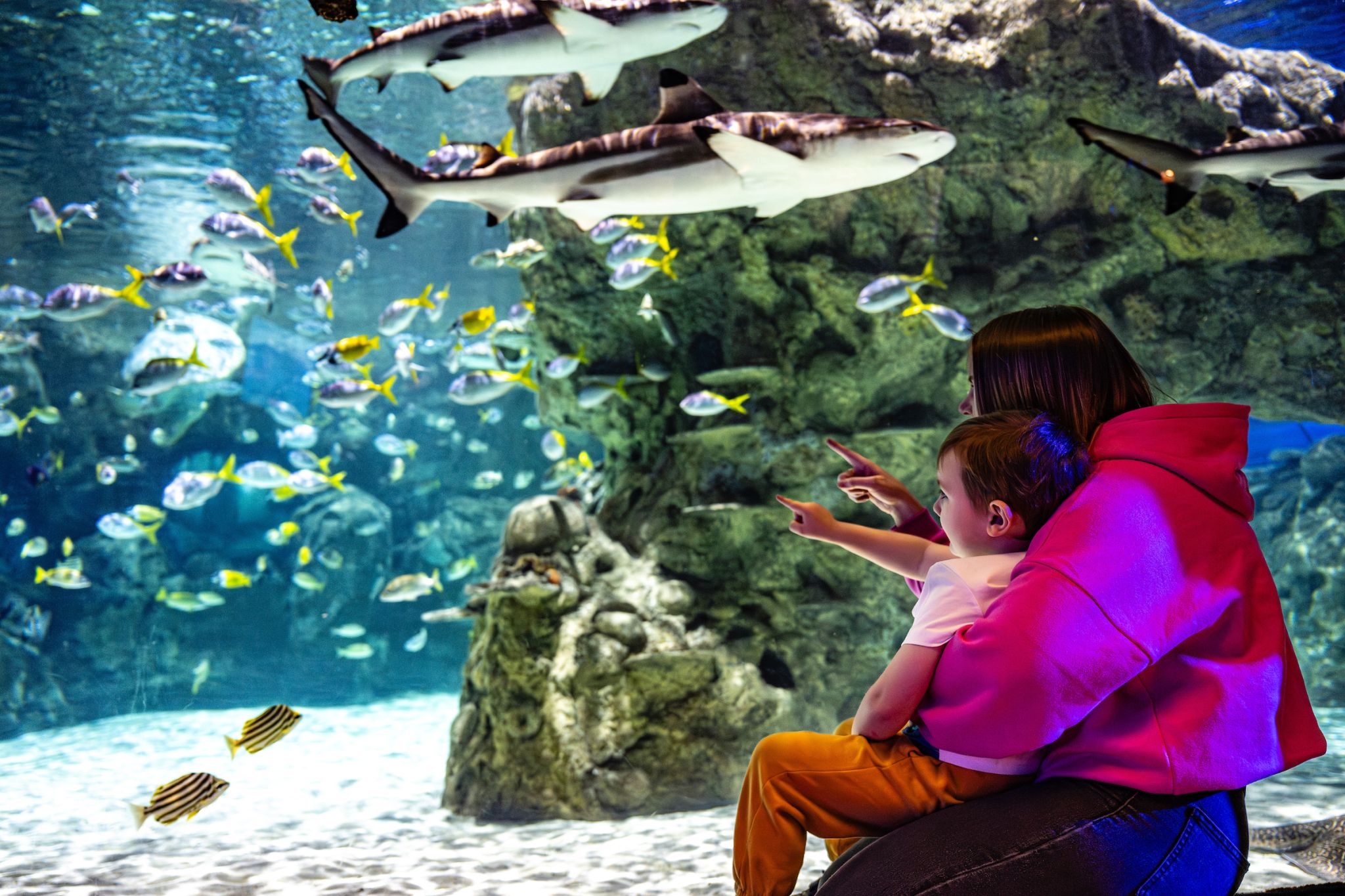 SEA LIFE Brighton - Explore the world’s oldest aquarium with 5,500 marine animals in Victorian architecture. Discover sharks, turtles, and coral reef displays. SEA LIFE Brighton - Image 3 of 5