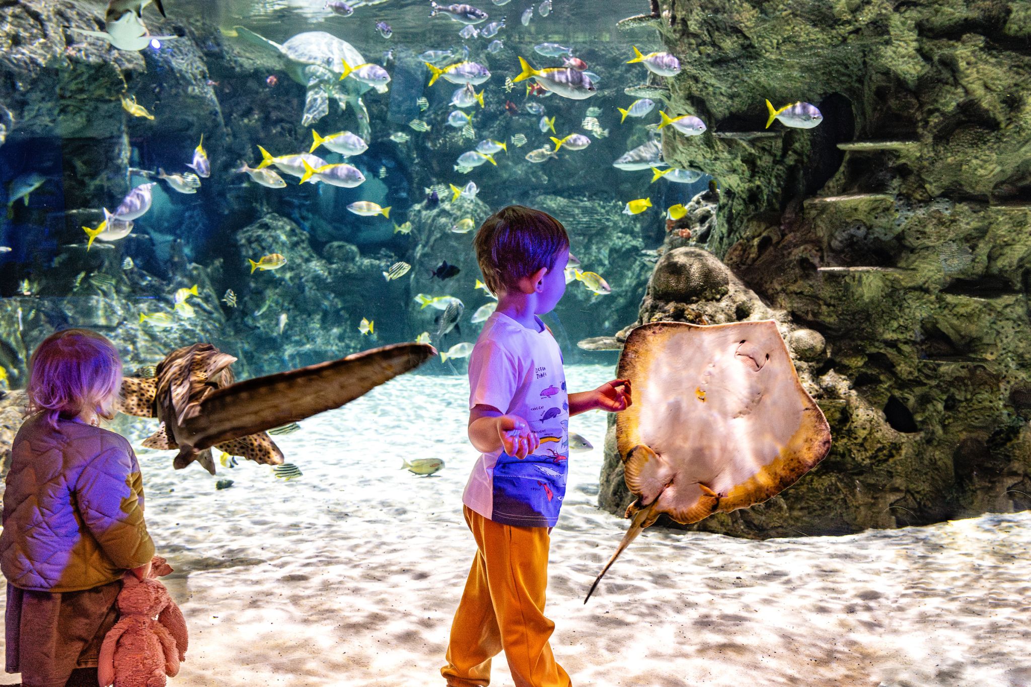 SEA LIFE Brighton - Explore the world’s oldest aquarium with 5,500 marine animals in Victorian architecture. Discover sharks, turtles, and coral reef displays. SEA LIFE Brighton - Image 4 of 5
