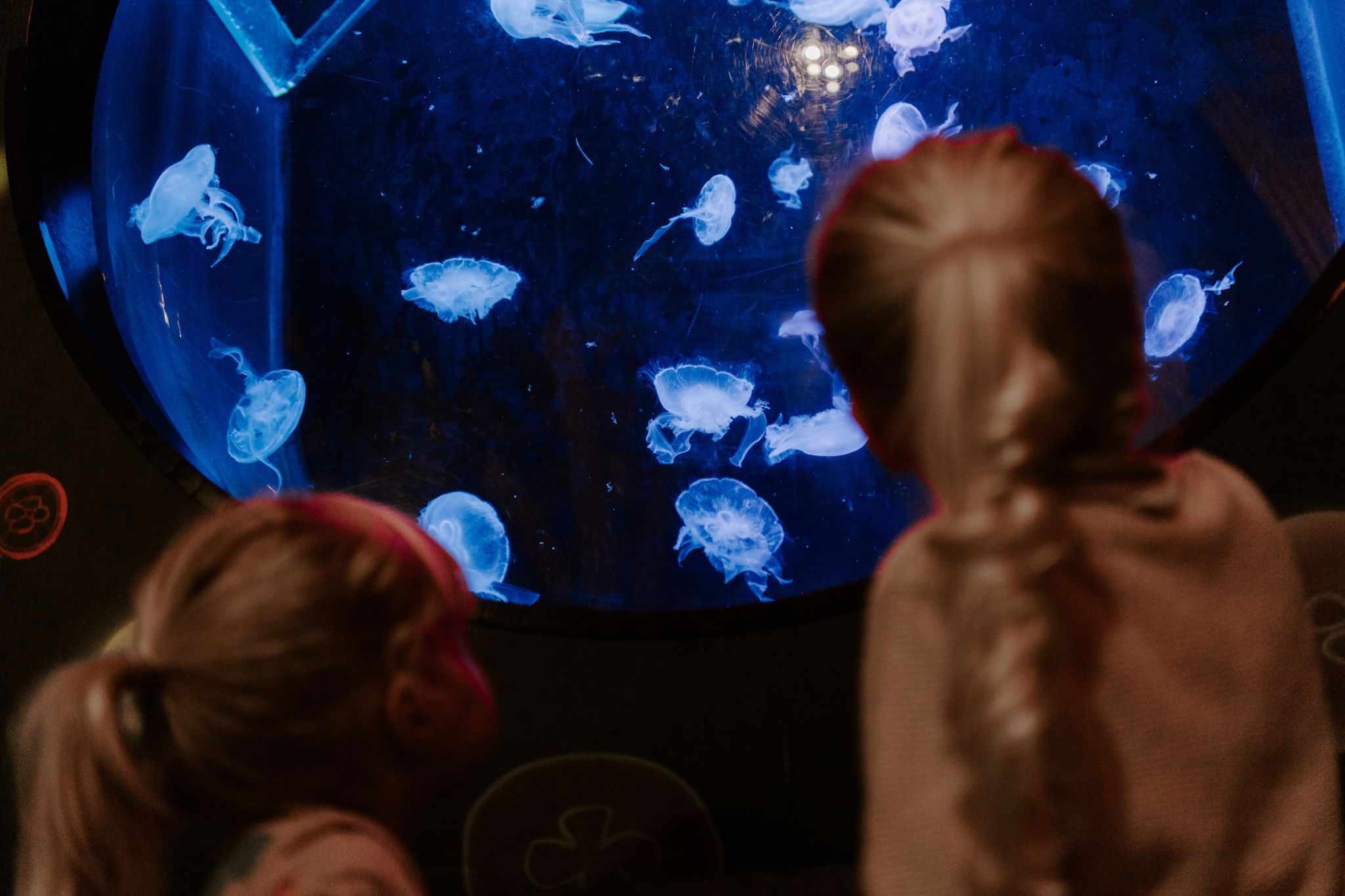 SEA LIFE Brighton - Explore the world’s oldest aquarium with 5,500 marine animals in Victorian architecture. Discover sharks, turtles, and coral reef displays. SEA LIFE Brighton - Image 2 of 5