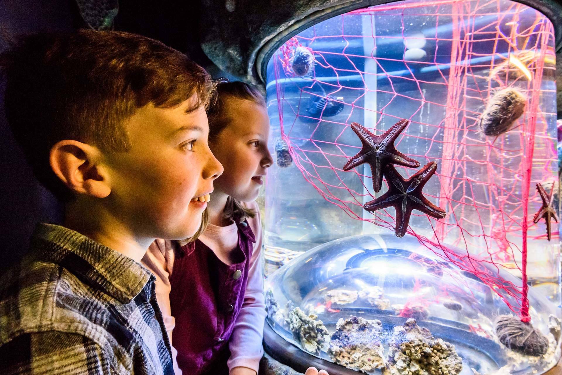 SEA LIFE Brighton - Explore the world’s oldest aquarium with 5,500 marine animals in Victorian architecture. Discover sharks, turtles, and coral reef displays. SEA LIFE Brighton - Image 5 of 5