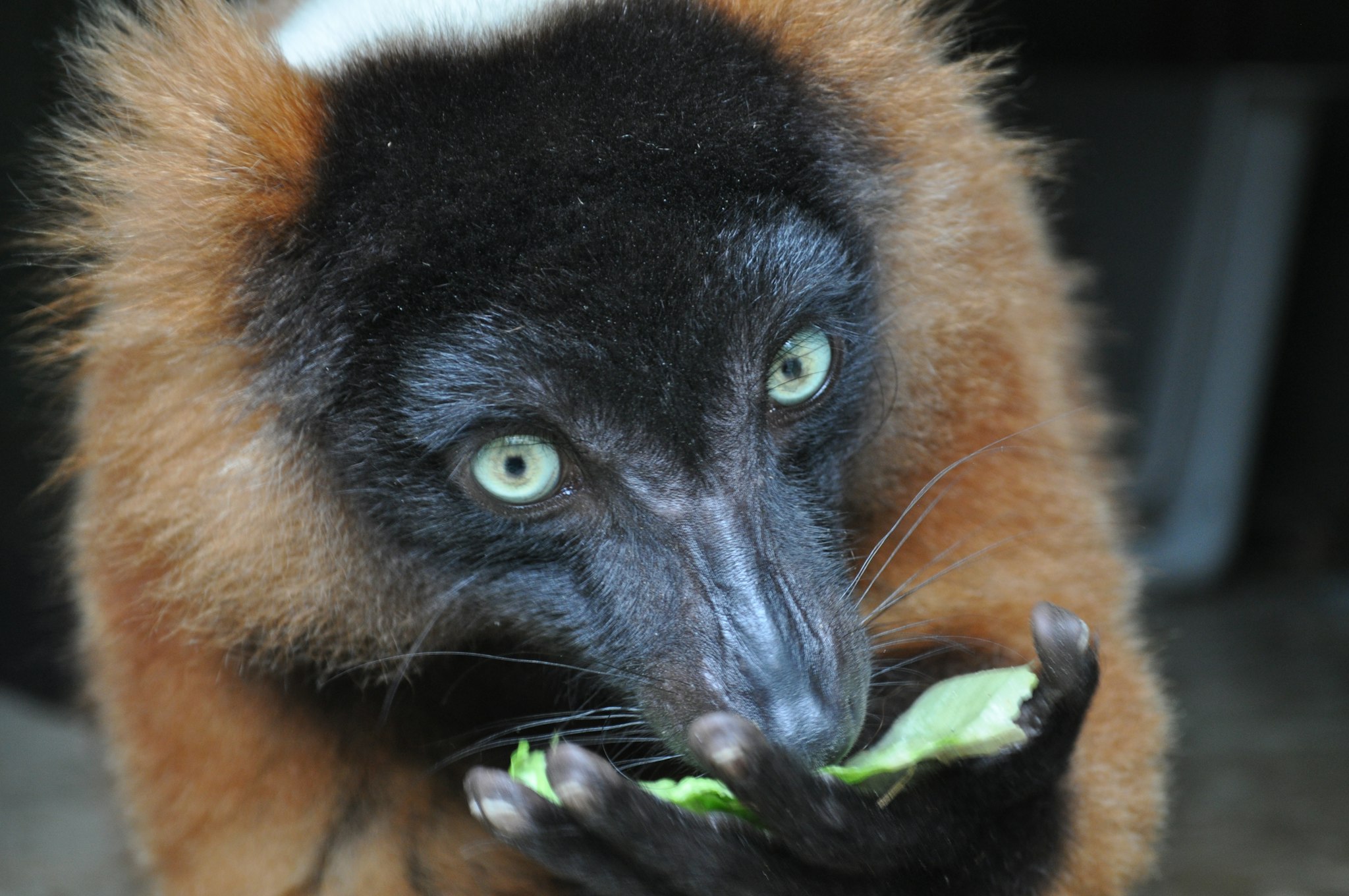 Central Florida Zoo & Botanical Gardens - Image 5 of 5