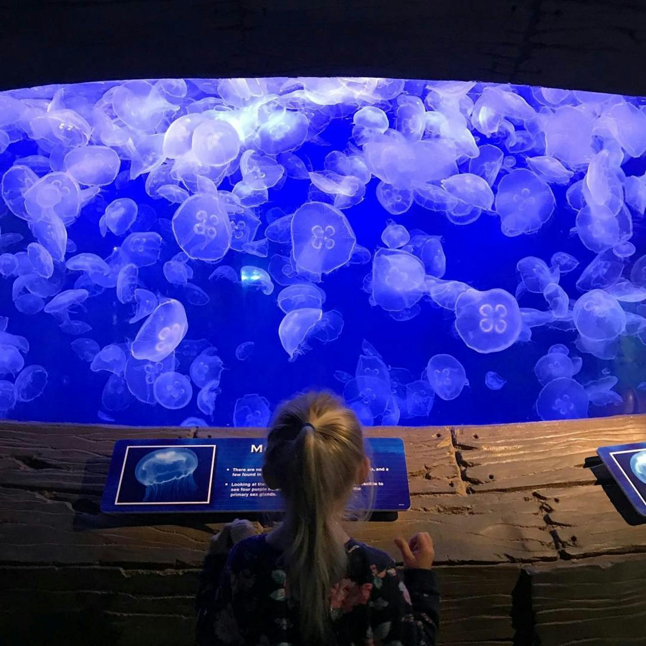 Downtown Aquarium Houston - Visita Downtown Aquarium Houston per mostre a tema, incontri con la vita marina e giostre per famiglie tra cui una ruota panoramica e vasche tattili. Downtown Aquarium Houston - Immagine 5 di 5