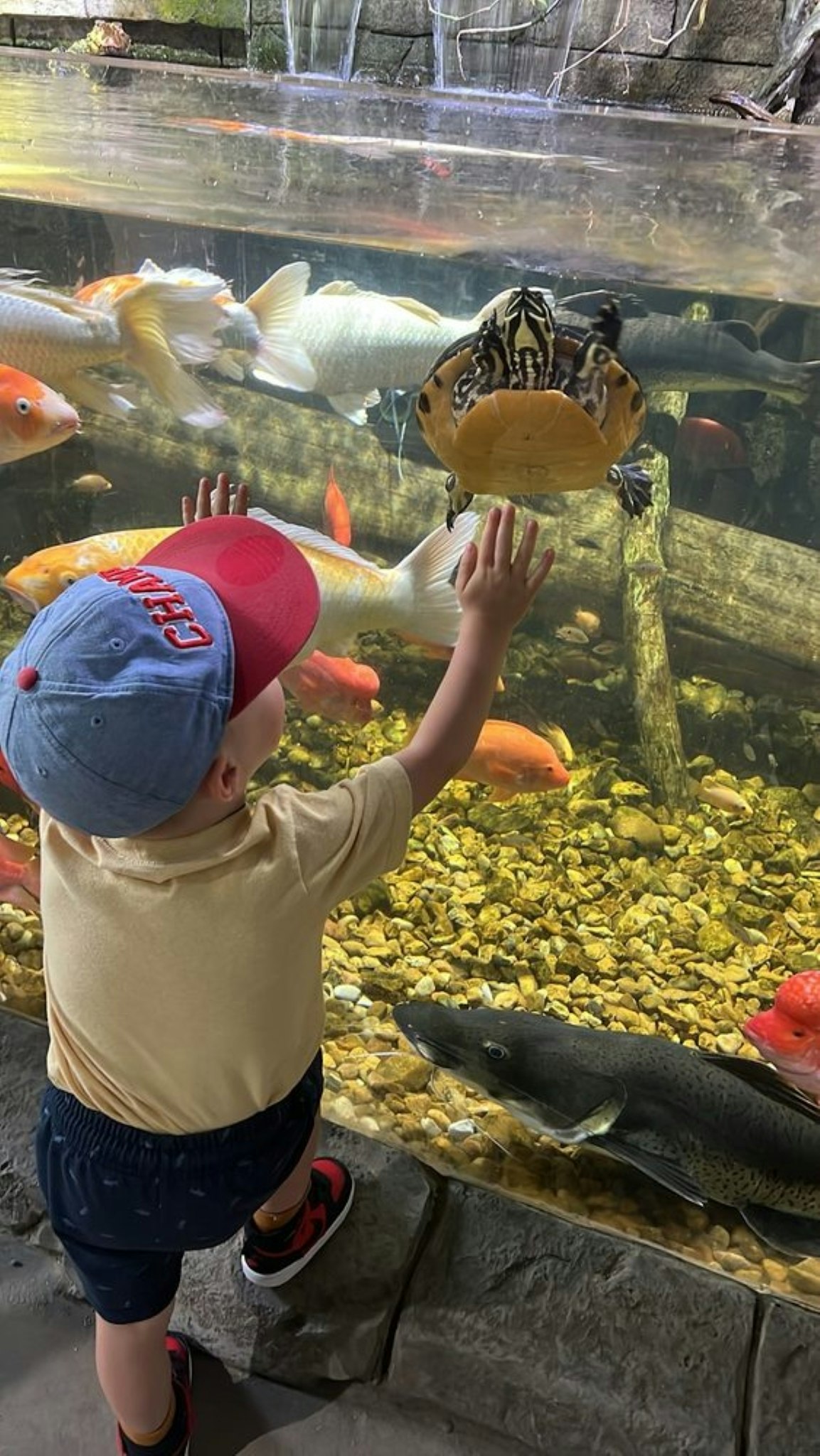 Houston Interactive Aquarium & Animal Preserve - Touch stingrays, feed birds, and explore walk-through habitats with lemurs and kangaroos at this Houston aquarium and animal preserve. Houston Interactive Aquarium & Animal Preserve - Image 2 of 5