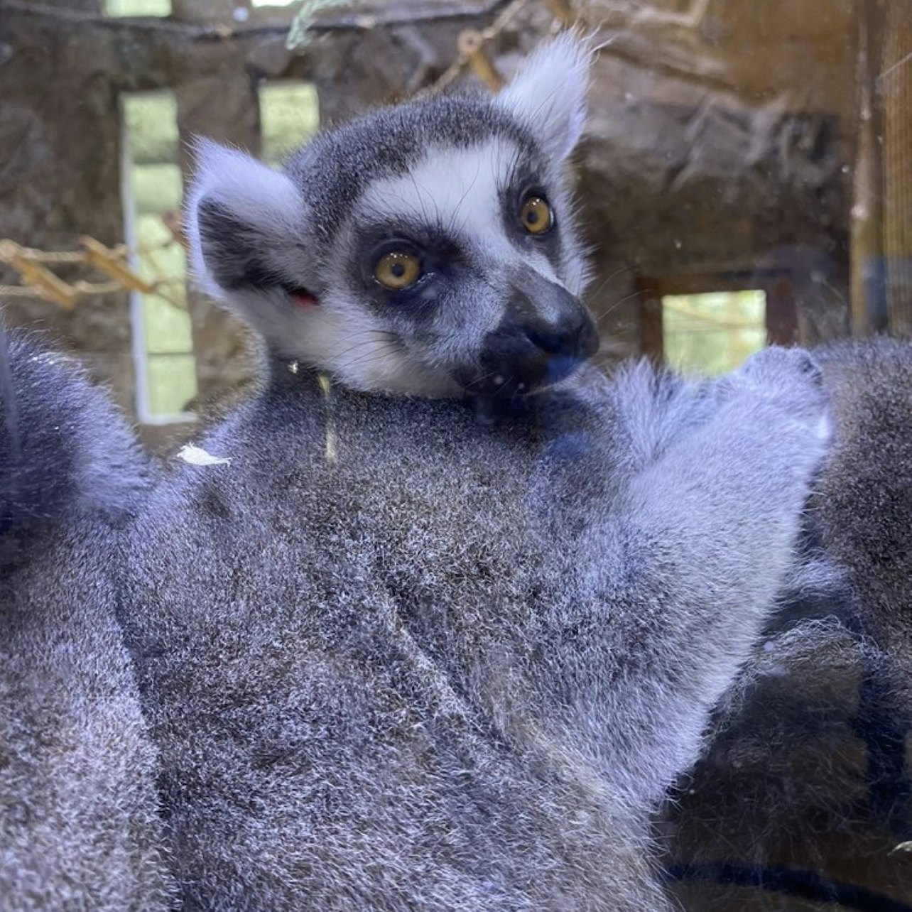 Houston Interactive Aquarium & Animal Preserve - Touch stingrays, feed birds, and explore walk-through habitats with lemurs and kangaroos at this Houston aquarium and animal preserve. Houston Interactive Aquarium & Animal Preserve - Image 5 of 5