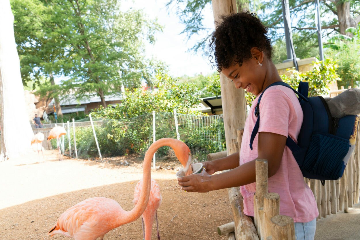 San Antonio Zoo - Immagine 3 di 5