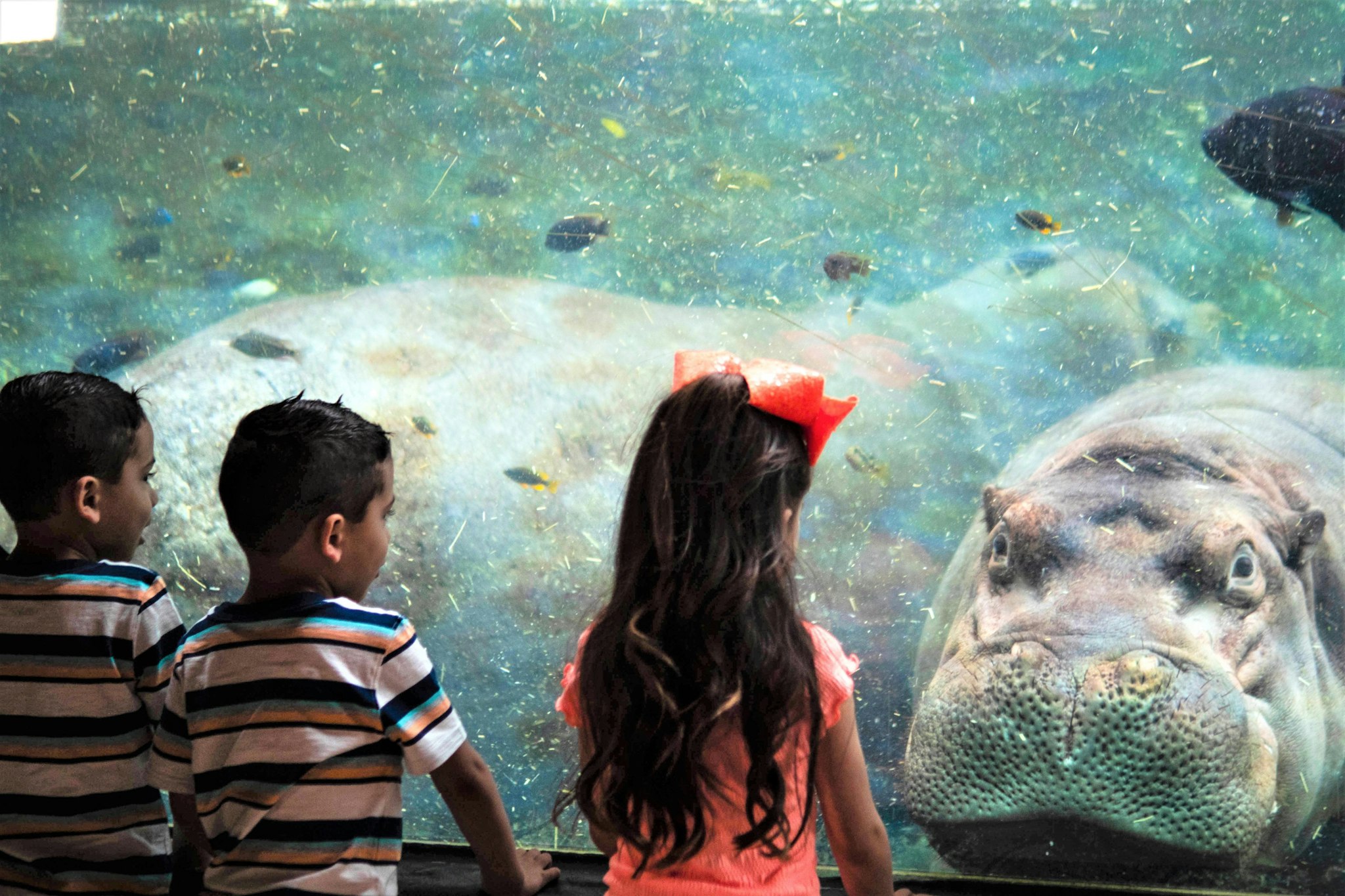San Antonio Zoo - Immagine 4 di 5