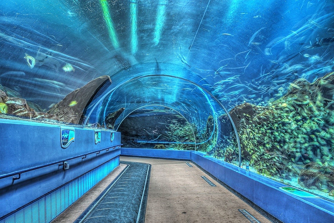 Georgia Aquarium Atlanta - Salta le file per i biglietti ed esplora diverse gallerie marine tra cui squali, tartarughe marine e delfini al Georgia Aquarium di Atlanta. Georgia Aquarium Atlanta - Immagine 1 di 5