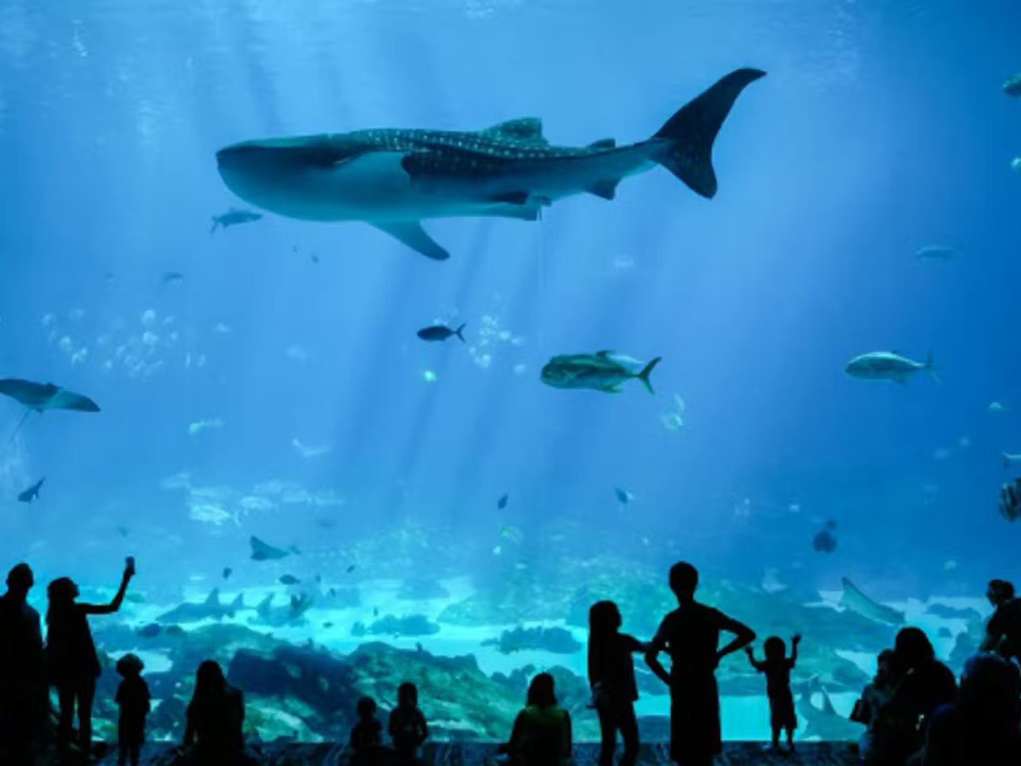 Georgia Aquarium Atlanta - Salta le file per i biglietti ed esplora diverse gallerie marine tra cui squali, tartarughe marine e delfini al Georgia Aquarium di Atlanta. Georgia Aquarium Atlanta - Immagine 2 di 5