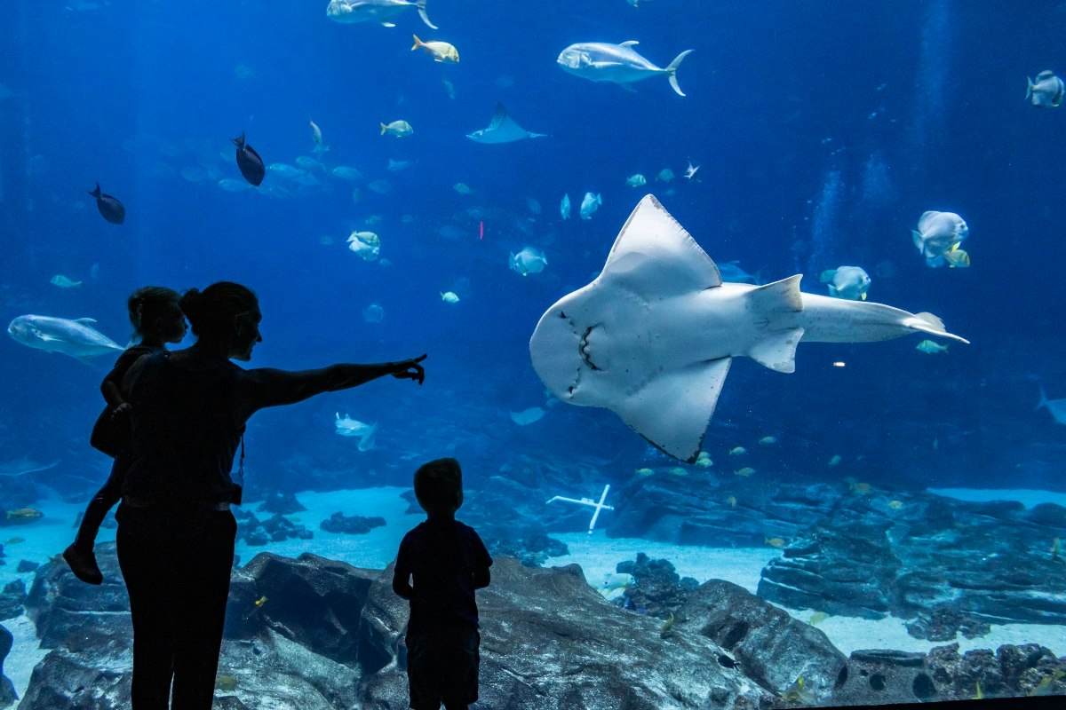 Georgia Aquarium Atlanta - Salta le file per i biglietti ed esplora diverse gallerie marine tra cui squali, tartarughe marine e delfini al Georgia Aquarium di Atlanta. Georgia Aquarium Atlanta - Immagine 3 di 5