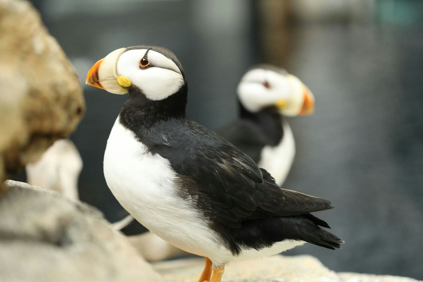 Georgia Aquarium Atlanta - Salta le file per i biglietti ed esplora diverse gallerie marine tra cui squali, tartarughe marine e delfini al Georgia Aquarium di Atlanta. Georgia Aquarium Atlanta - Immagine 5 di 5