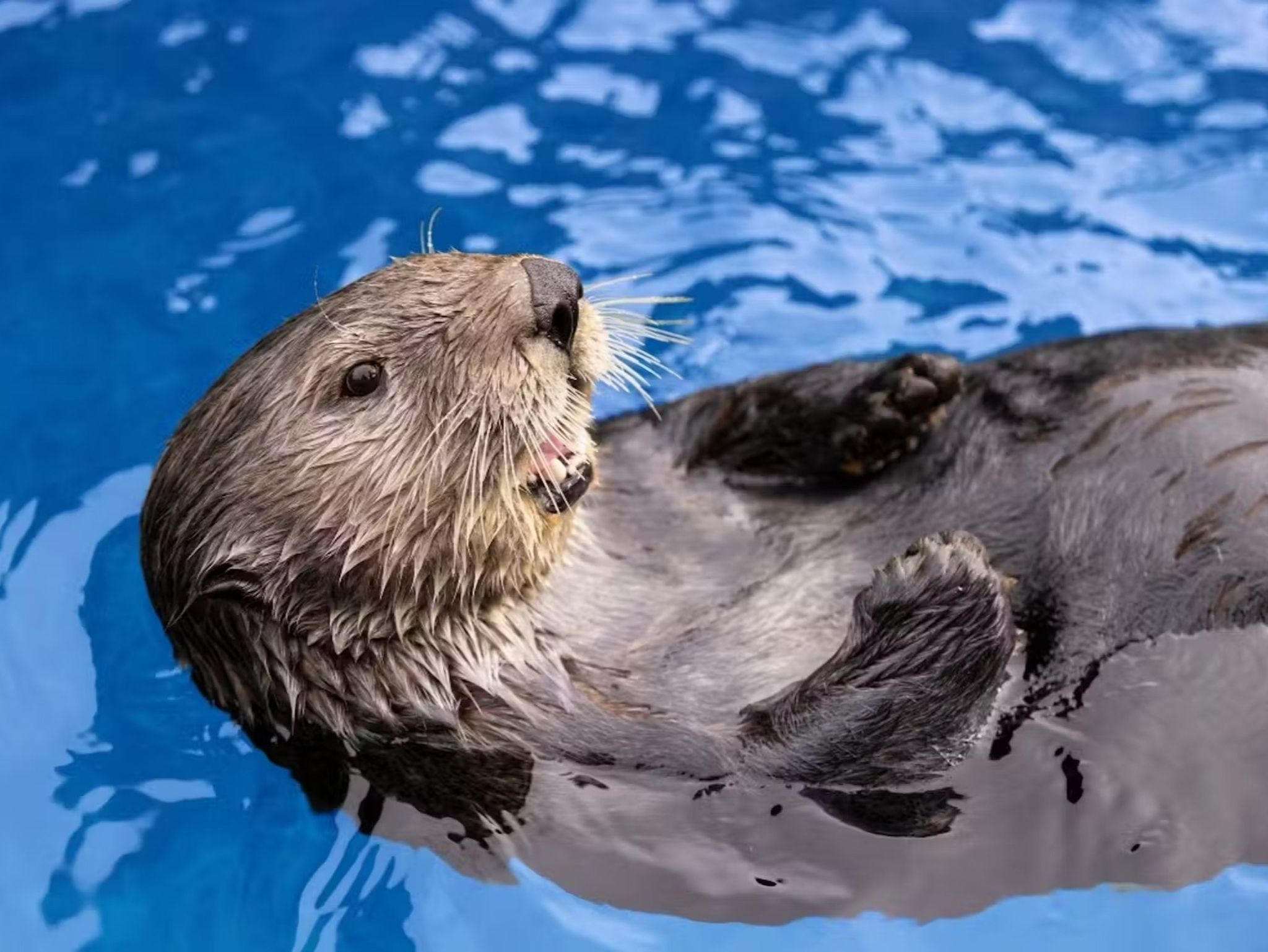 Vancouver Aquarium - Visita il Vancouver Aquarium per vedere lontre marine soccorse, leoni marini e programmi quotidiani con animali nello Stanley Park. Include tutti gli spettacoli e il Teatro 4D. Vancouver Aquarium - Immagine 1 di 5