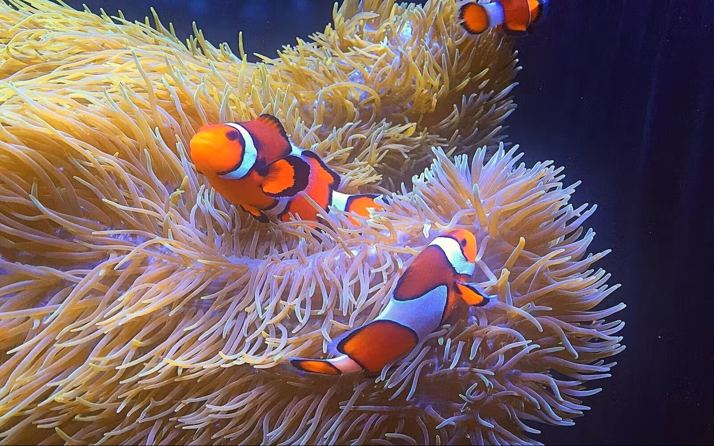 Vancouver Aquarium - Visita il Vancouver Aquarium per vedere lontre marine soccorse, leoni marini e programmi quotidiani con animali nello Stanley Park. Include tutti gli spettacoli e il Teatro 4D. Vancouver Aquarium - Immagine 3 di 5