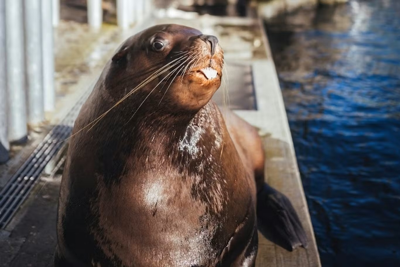 Vancouver Aquarium - Visita il Vancouver Aquarium per vedere lontre marine soccorse, leoni marini e programmi quotidiani con animali nello Stanley Park. Include tutti gli spettacoli e il Teatro 4D. Vancouver Aquarium - Immagine 2 di 5