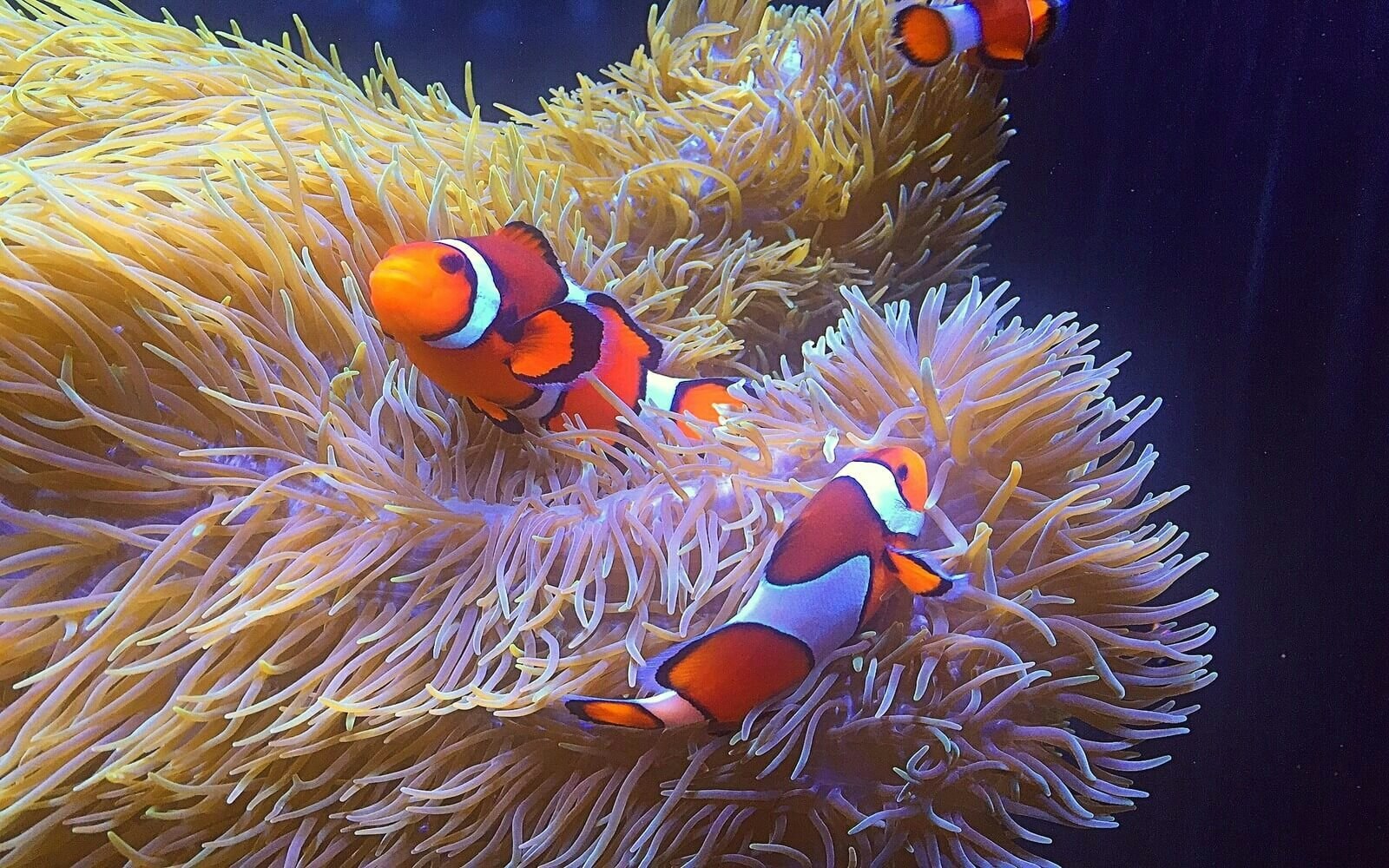 Vancouver Aquarium - Visita il Vancouver Aquarium per vedere lontre marine soccorse, leoni marini e programmi quotidiani con animali nello Stanley Park. Include tutti gli spettacoli e il Teatro 4D. Vancouver Aquarium - Immagine 5 di 5