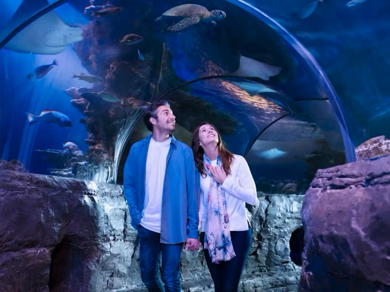 Biglietto SEA LIFE San Antonio - Esplora oltre 3.000 creature marine, inclusi squali e tartarughe, al tunnel oceanico a 360° e alle esposizioni interattive con vasche tattili di SEA LIFE San Antonio. Biglietto SEA LIFE San Antonio - Immagine 1 di 5