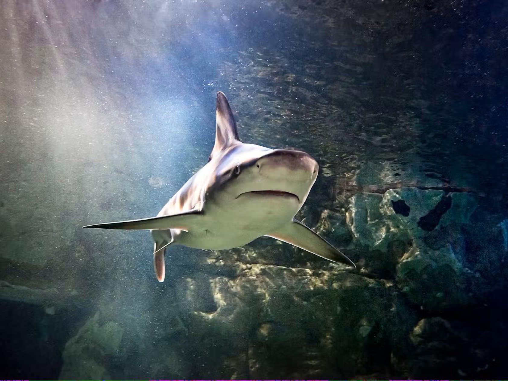 Biglietto SEA LIFE San Antonio - Esplora oltre 3.000 creature marine, inclusi squali e tartarughe, al tunnel oceanico a 360° e alle esposizioni interattive con vasche tattili di SEA LIFE San Antonio. Biglietto SEA LIFE San Antonio - Immagine 3 di 5