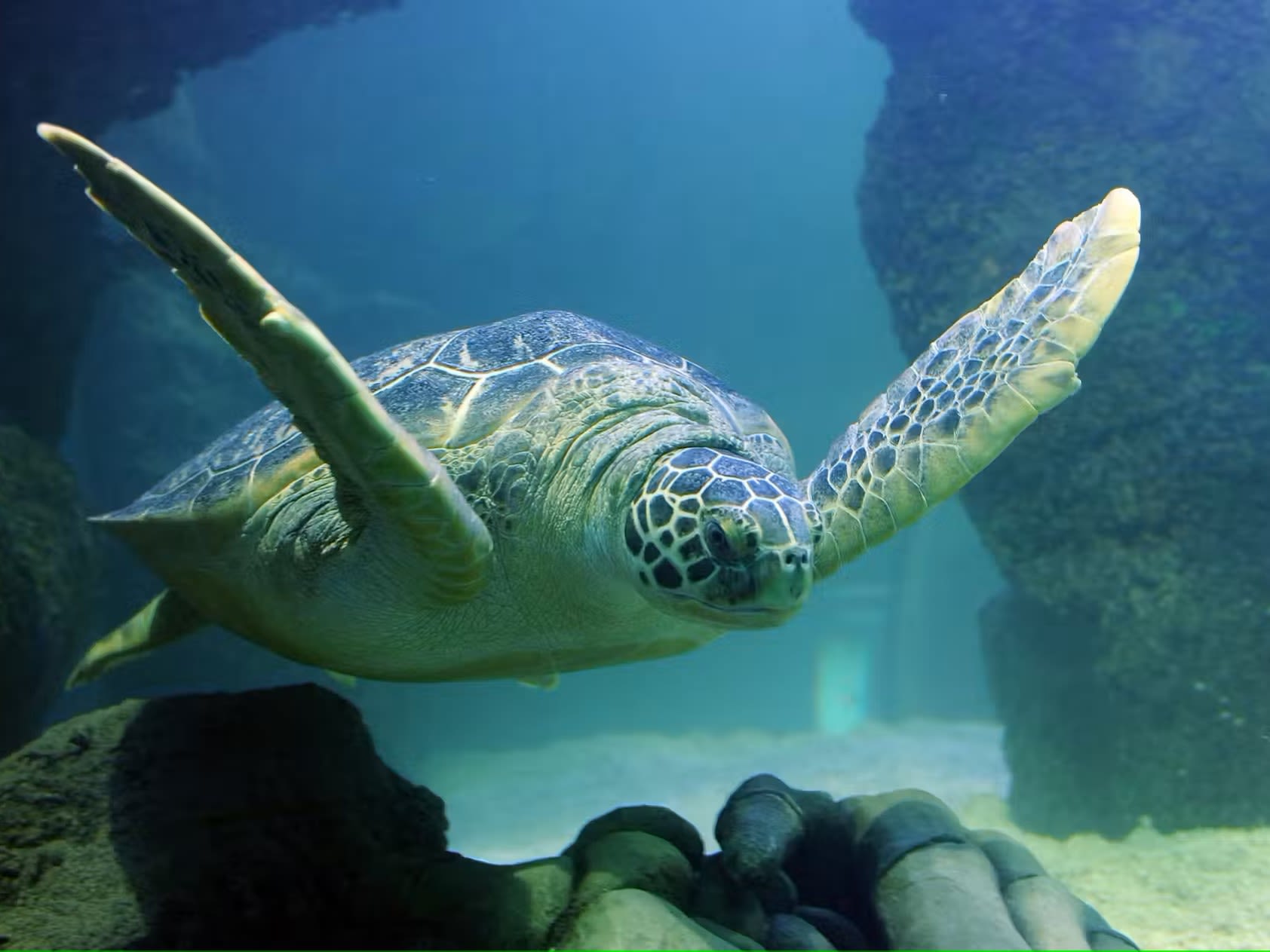 Biglietto SEA LIFE San Antonio - Esplora oltre 3.000 creature marine, inclusi squali e tartarughe, al tunnel oceanico a 360° e alle esposizioni interattive con vasche tattili di SEA LIFE San Antonio. Biglietto SEA LIFE San Antonio - Immagine 2 di 5