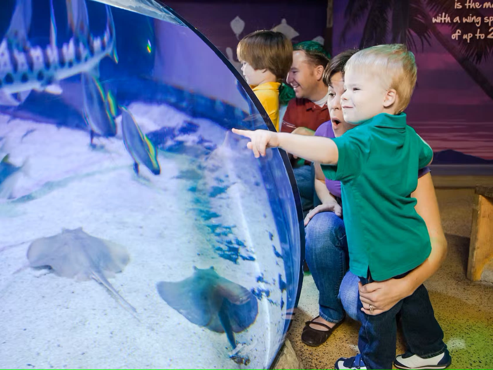 Biglietto SEA LIFE San Antonio - Esplora oltre 3.000 creature marine, inclusi squali e tartarughe, al tunnel oceanico a 360° e alle esposizioni interattive con vasche tattili di SEA LIFE San Antonio. Biglietto SEA LIFE San Antonio - Immagine 5 di 5