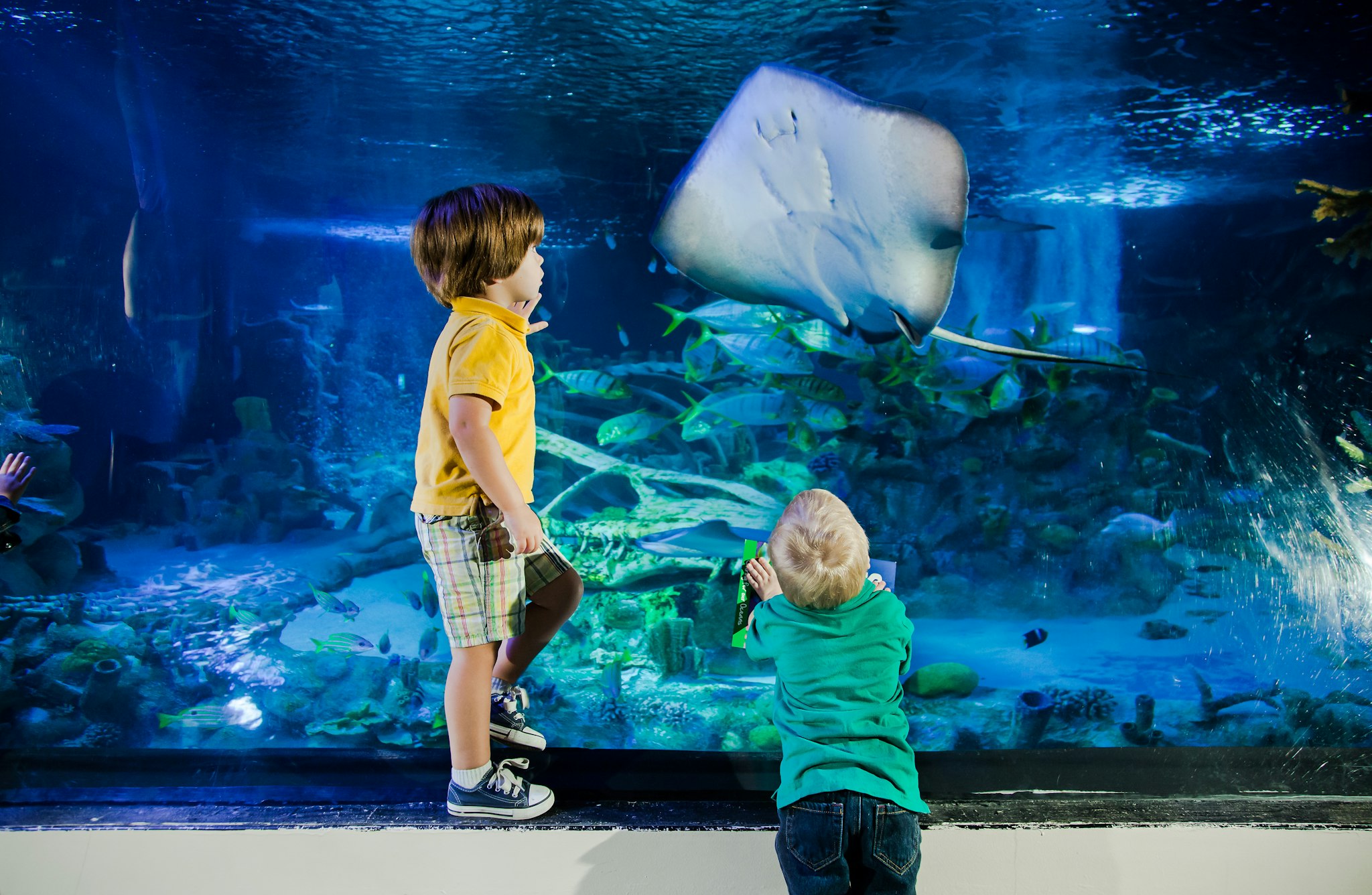 Biglietto SEA LIFE San Antonio - Esplora oltre 3.000 creature marine, inclusi squali e tartarughe, al tunnel oceanico a 360° e alle esposizioni interattive con vasche tattili di SEA LIFE San Antonio. Biglietto SEA LIFE San Antonio - Immagine 4 di 5