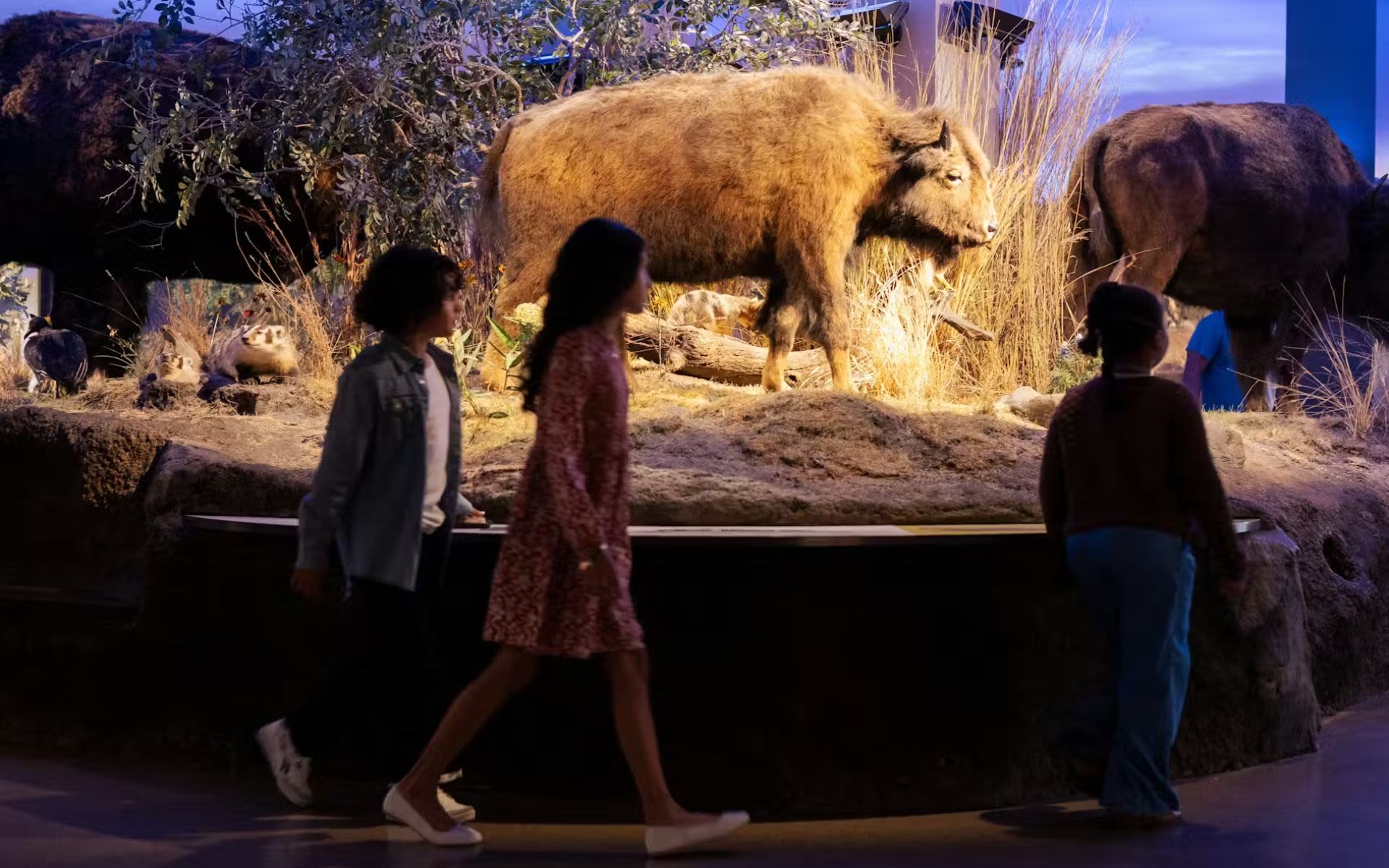 위트 박물관 티켓 - 샌안토니오에 있는 __Witte Museum__을 방문하여 경치 좋은 강가를 따라 실내외 전시를 통해 텍사스의 역사, 자연 및 문화를 탐험하세요. 위트 박물관 티켓 - 이미지 3 중 5