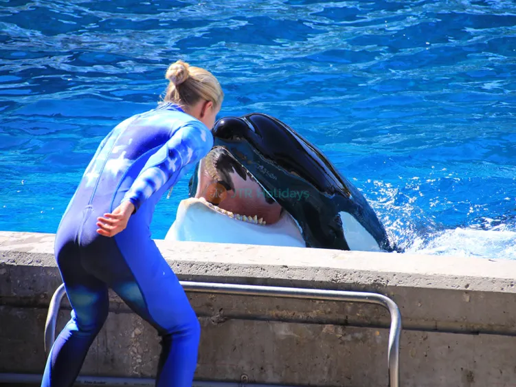 Biglietto SeaWorld San Antonio