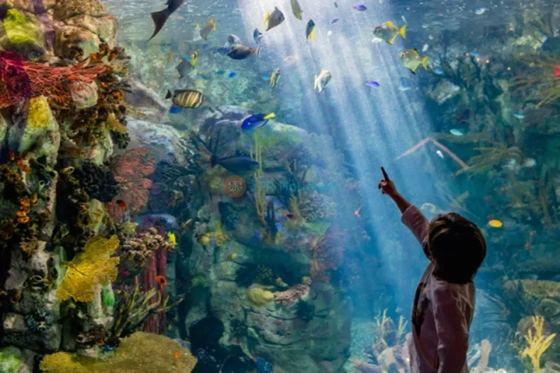 白桦水族馆